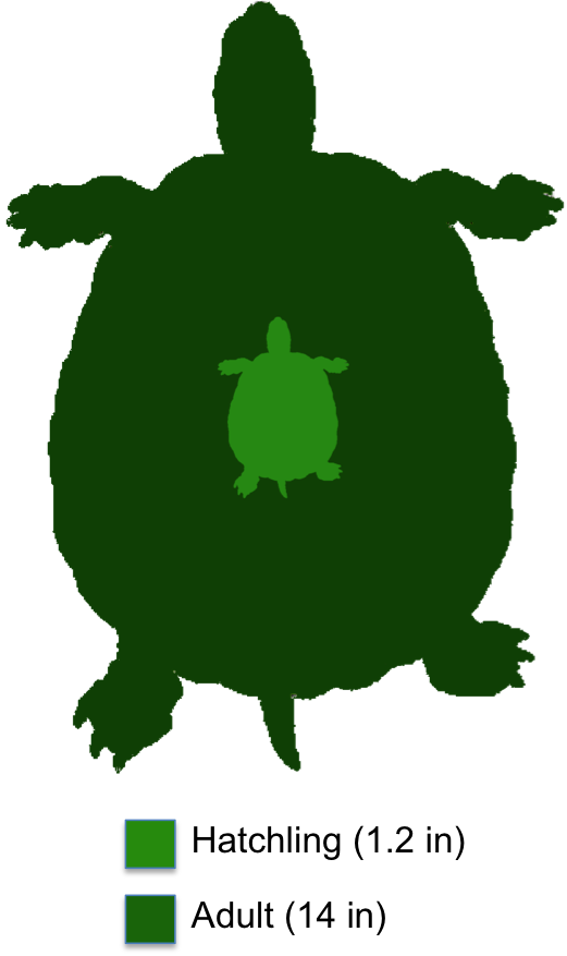 Snapping Turtle Weight Chart