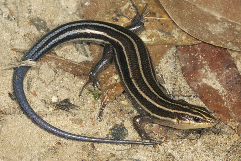 is a skink a reptile or amphibian