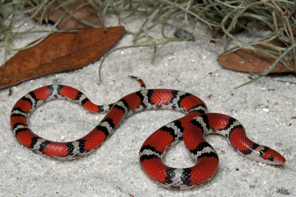 scarlet snake