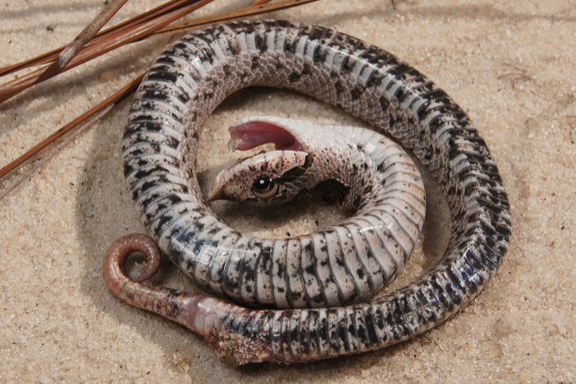 Southern hognose snake, Hognose snakes will play dead as a …