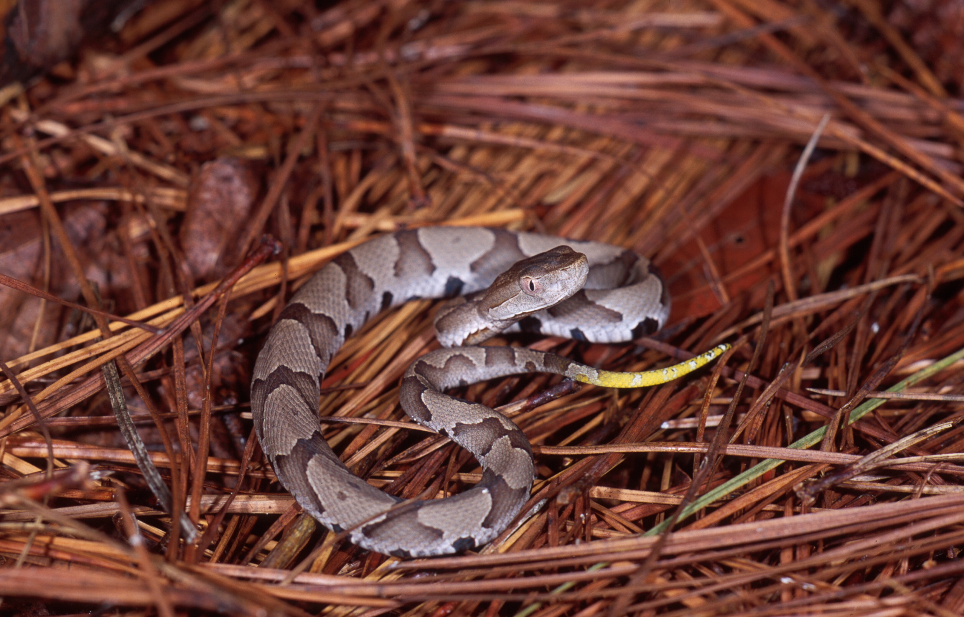 Image result for baby copperhead