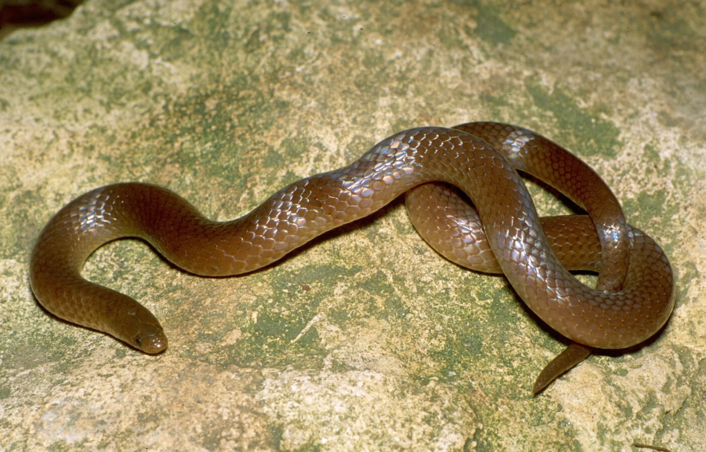 Snake worms. Змеи Сев Каролины фото.