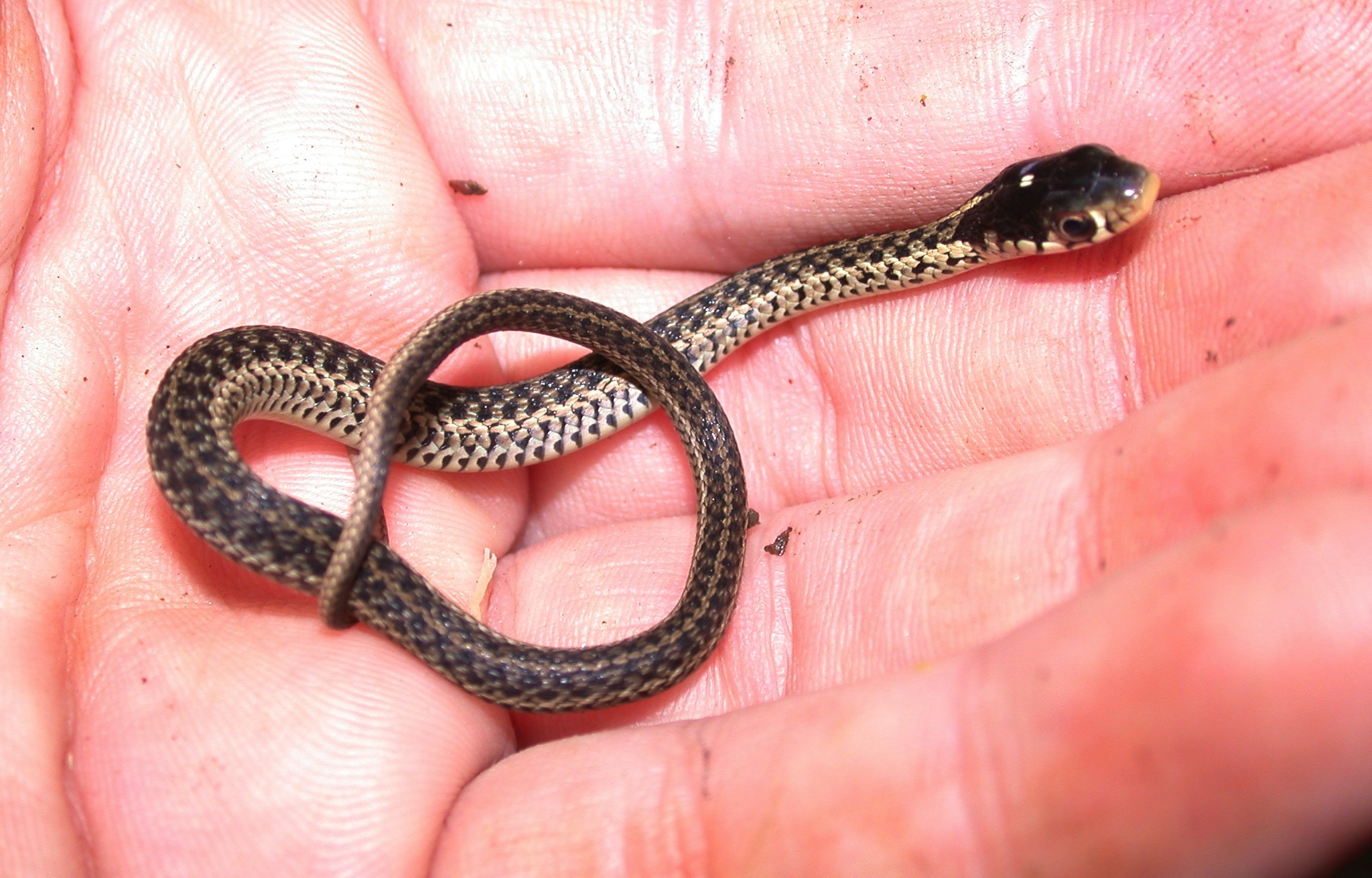 Juvenile garter snake Photo by JD Willson