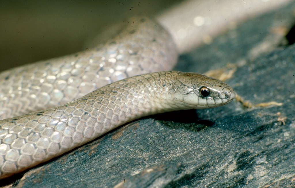 Smooth Earth Snake