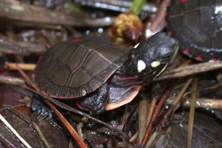 painted turtle toys