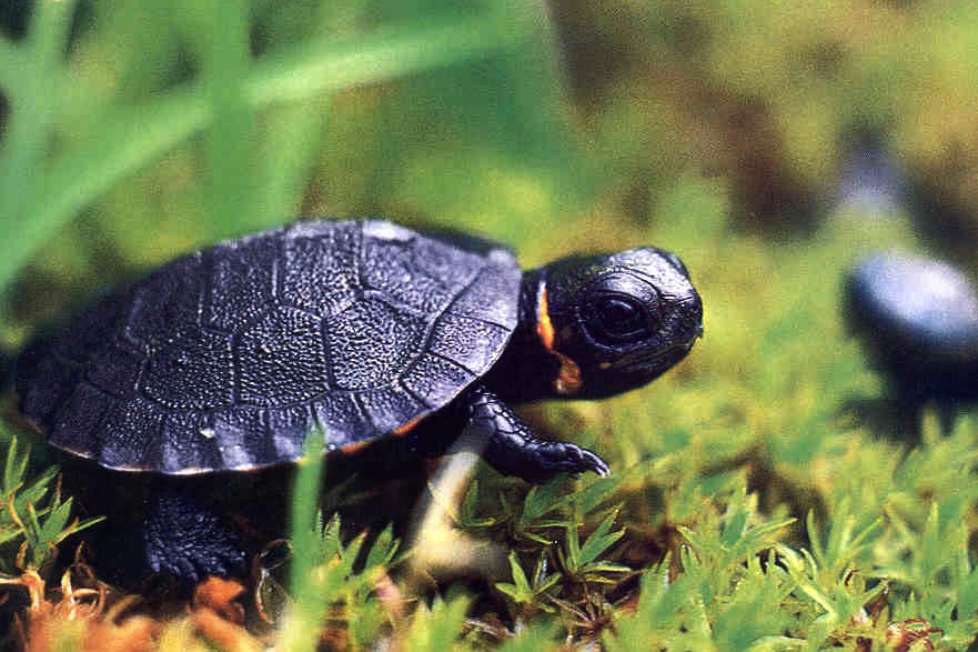 Turtle pro. Болотная черепаха Мюленберга. Красноухая Болотная черепаха. Карликовая Болотная черепаха. Змеиношейная черепаха.