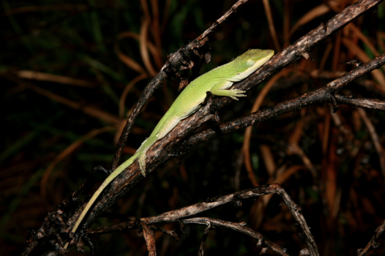 Green Anole.