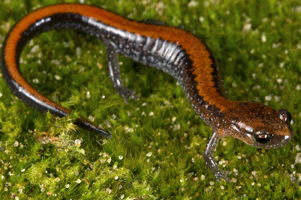 Southern Red-Backed Salamander