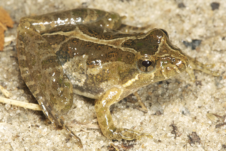 Southern Cricket Frog Photo by Todd Pierson