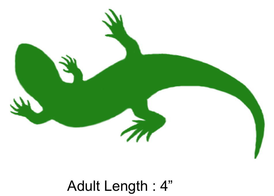 horned lizard silhouette